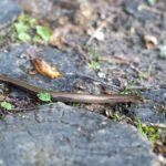 Découvrez tout ce qu'il faut savoir sur l'orvet découvrez le ver luisant, un reptile unique au corps allongé et dépourvu de pattes, qui serpente dans les jardins et les prairies d'europe. apprenez tout sur son habitat, son alimentation et son rôle dans l'écosystème.