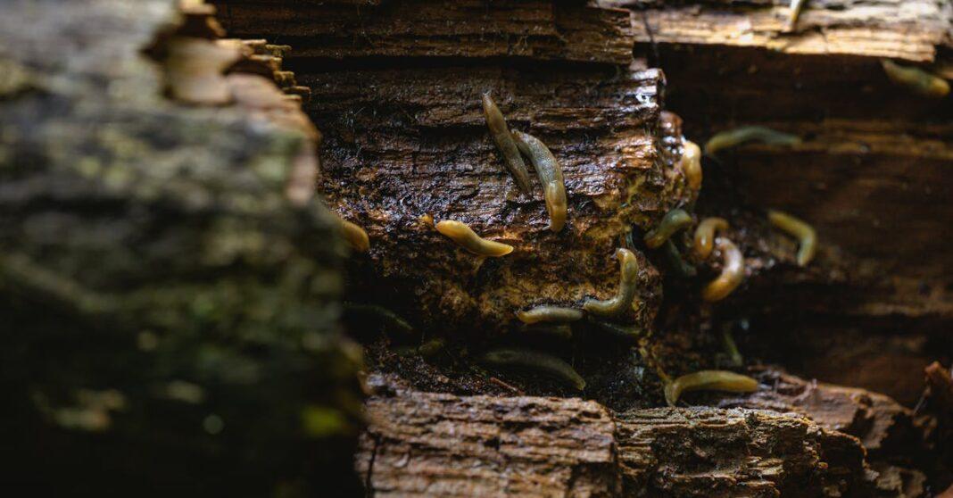 découvrez l'univers fascinant des slugs, ces créatures fascinantes qui évoluent dans nos jardins. apprenez-en plus sur leur habitat, leur alimentation et leur rôle dans l'écosystème, ainsi que des astuces pour les observer et les protéger.