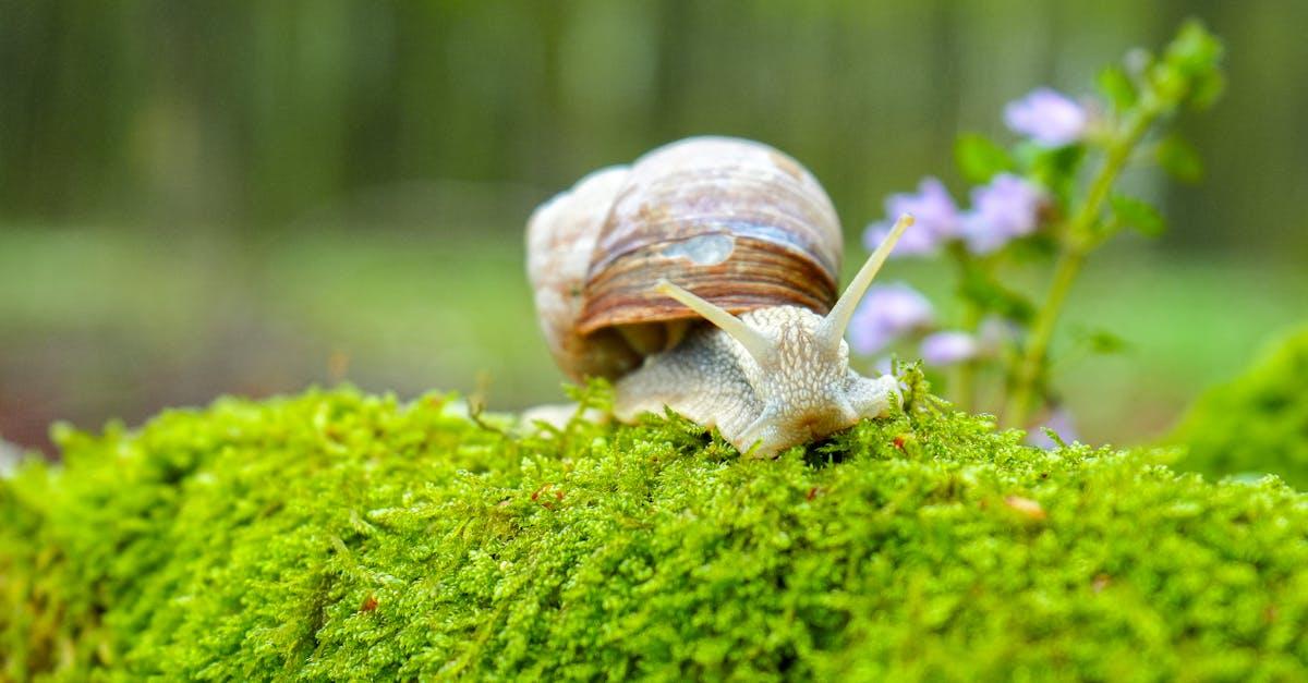 découvrez tout ce qu'il faut savoir sur les slugs : leurs caractéristiques, habitats, comportements et leur rôle dans l'écosystème. apprenez à les reconnaître et à les protéger dans votre jardin.
