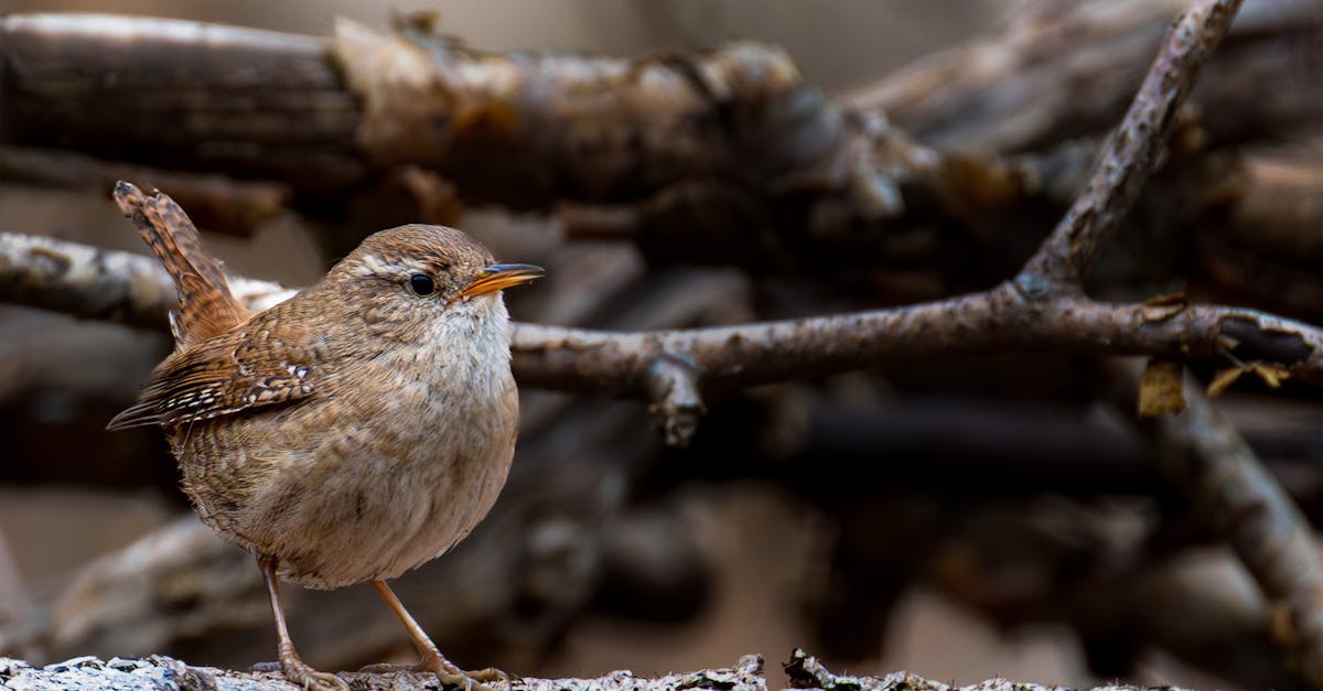 découvrez notre sélection d'arbres de jardin compacts, idéaux pour embellir vos petits espaces extérieurs. apprenez à choisir les meilleures variétés adaptées à votre jardin et profitez d'un cadre naturel accueillant, même dans les espaces les plus réduits.