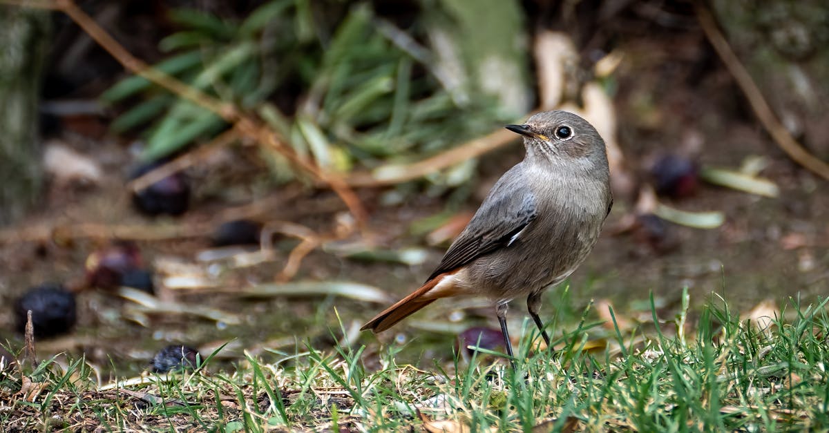découvrez notre sélection d'arbres de petite taille pour jardins, parfaits pour optimiser l'espace tout en apportant une touche de nature et d'élégance à votre aménagement extérieur. idéal pour les petits jardins, ces arbres offrent ombre et beauté sans encombrer.