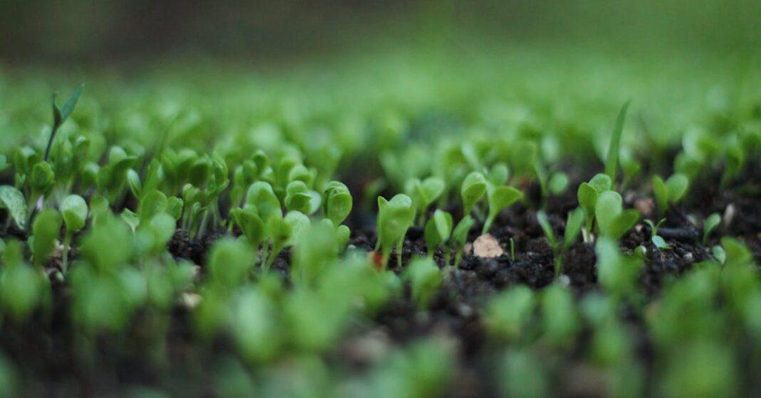 découvrez notre sélection de petites plantes idéales pour décorer votre intérieur et apporter une touche de verdure. faciles à entretenir, ces plantes compactes s'intègrent harmonieusement dans tous les espaces, que ce soit sur un bureau, une étagère ou un rebord de fenêtre. explorez nos variétés et trouvez la petite plante parfaite pour illuminer votre quotidien.