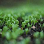 découvrez notre sélection de petites plantes idéales pour décorer votre intérieur et apporter une touche de verdure. faciles à entretenir, ces plantes compactes s'intègrent harmonieusement dans tous les espaces, que ce soit sur un bureau, une étagère ou un rebord de fenêtre. explorez nos variétés et trouvez la petite plante parfaite pour illuminer votre quotidien.