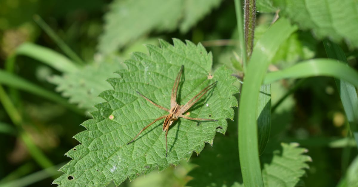 découvrez le 'spider plant', une plante d'intérieur populaire pour sa beauté et ses bienfaits purificateurs. apprenez à en prendre soin et à profiter de son feuillage luxuriant tout en améliorant la qualité de l'air de votre maison.
