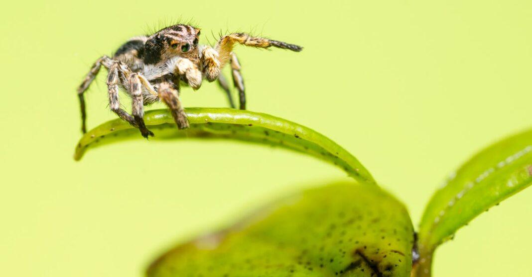 découvrez le 'spider plant', une plante d'intérieur élégante et facile à entretenir, idéale pour purifer l'air et embellir votre espace de vie. apprenez comment prendre soin de cette plante aux feuilles délicates et profitez de ses nombreuses vertus.