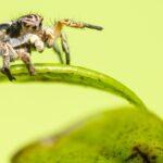 Découvrez le chlorophytum, aussi connu sous le nom de plante araignée : une alliée dépolluante et d'entretien facile découvrez le 'spider plant', une plante d'intérieur élégante et facile à entretenir, idéale pour purifer l'air et embellir votre espace de vie. apprenez comment prendre soin de cette plante aux feuilles délicates et profitez de ses nombreuses vertus.