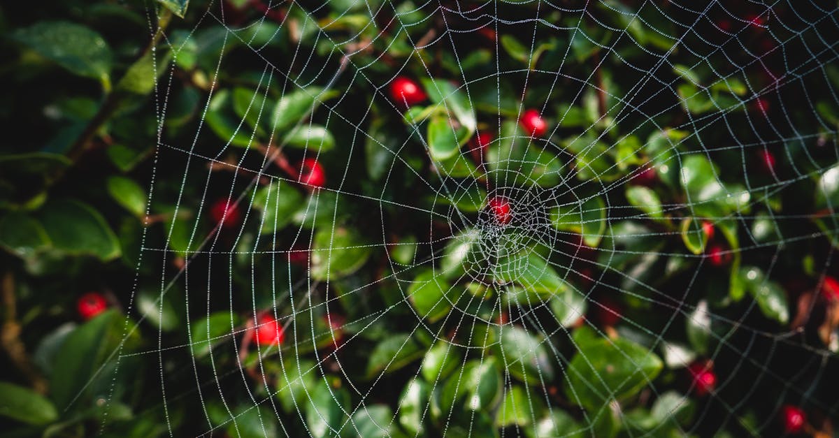 découvrez le charmant et résilient 'spider plant', une plante d'intérieur idéale pour purifier l'air et égayer votre espace. apprenez à l'entretenir facilement grâce à nos conseils pratiques.