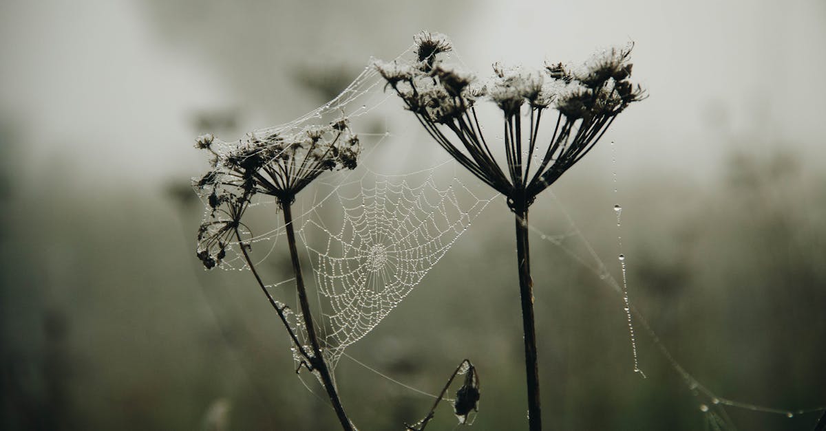 découvrez les bienfaits de la plante araignée, une magnifique plante d'intérieur facile à entretenir. son feuillage vibrant et ses capacités purificatrices font d'elle un choix idéal pour embellir votre espace tout en améliorant la qualité de l'air.