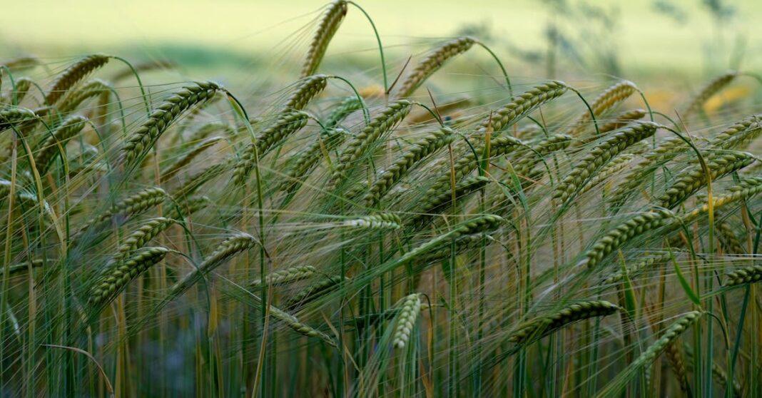découvrez le monde fascinant des plantes étranges, où la nature dévoile des formes et des couleurs insolites qui étonnent et émerveillent. plongez dans l'univers unique de ces végétaux singuliers et enrichissez vos connaissances botaniques.