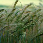 Plantes Étranges : Moches Ou Fantastiques ? Découvrez 7 Curiosités découvrez le monde fascinant des plantes étranges, où la nature dévoile des formes et des couleurs insolites qui étonnent et émerveillent. plongez dans l'univers unique de ces végétaux singuliers et enrichissez vos connaissances botaniques.