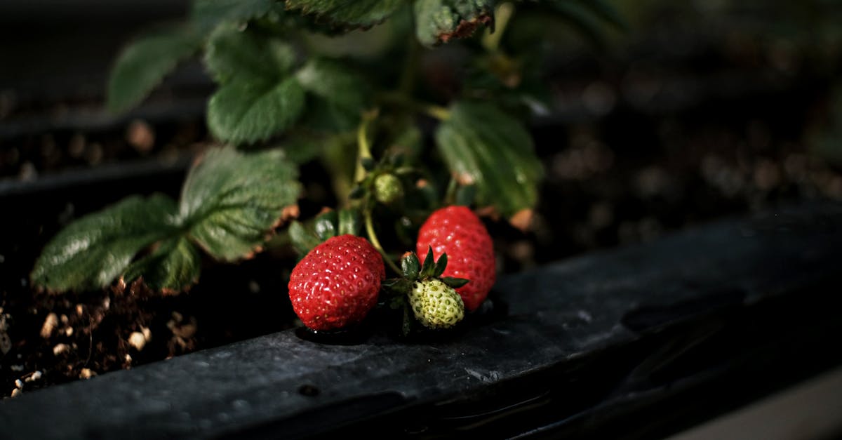 découvrez tout sur la culture des fraises : techniques de plantations, soins, conseils pour une récolte abondante et astuces pour surmonter les défis. améliorez vos connaissances en agriculture et savourez des fraises juteuses et sucrées dans votre jardin !