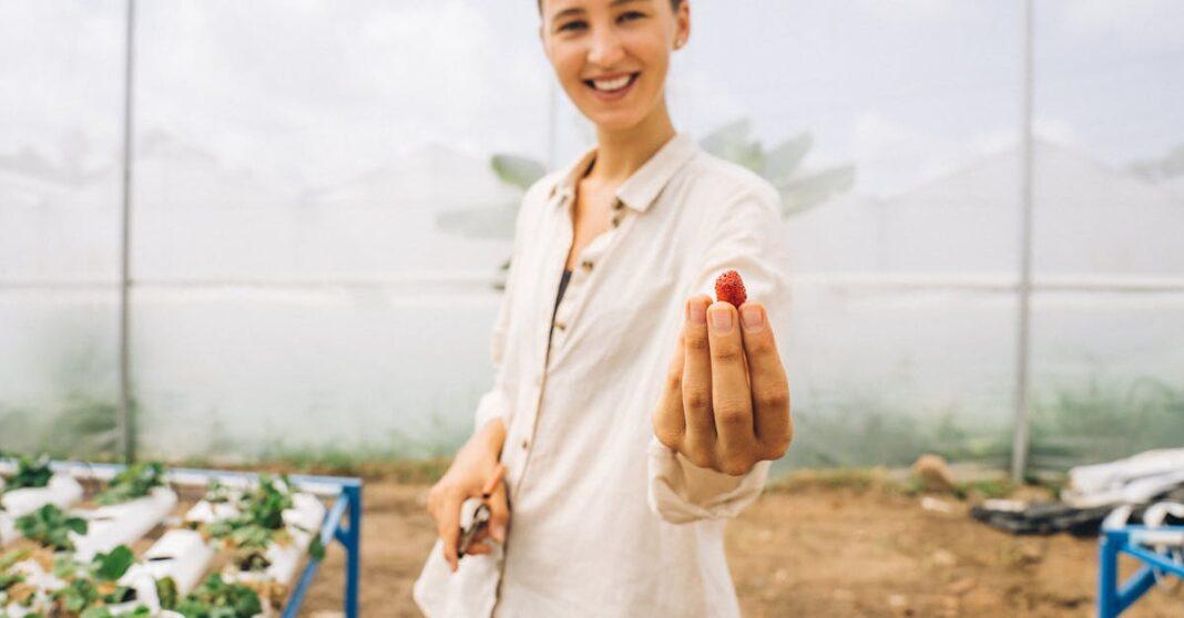 découvrez tout sur la culture des fraises : techniques, conseils et astuces pour réussir cette délicieuse production fruitière. apprenez à optimiser votre récolte et à profiter pleinement des bienfaits des fraises cultivées avec soin.