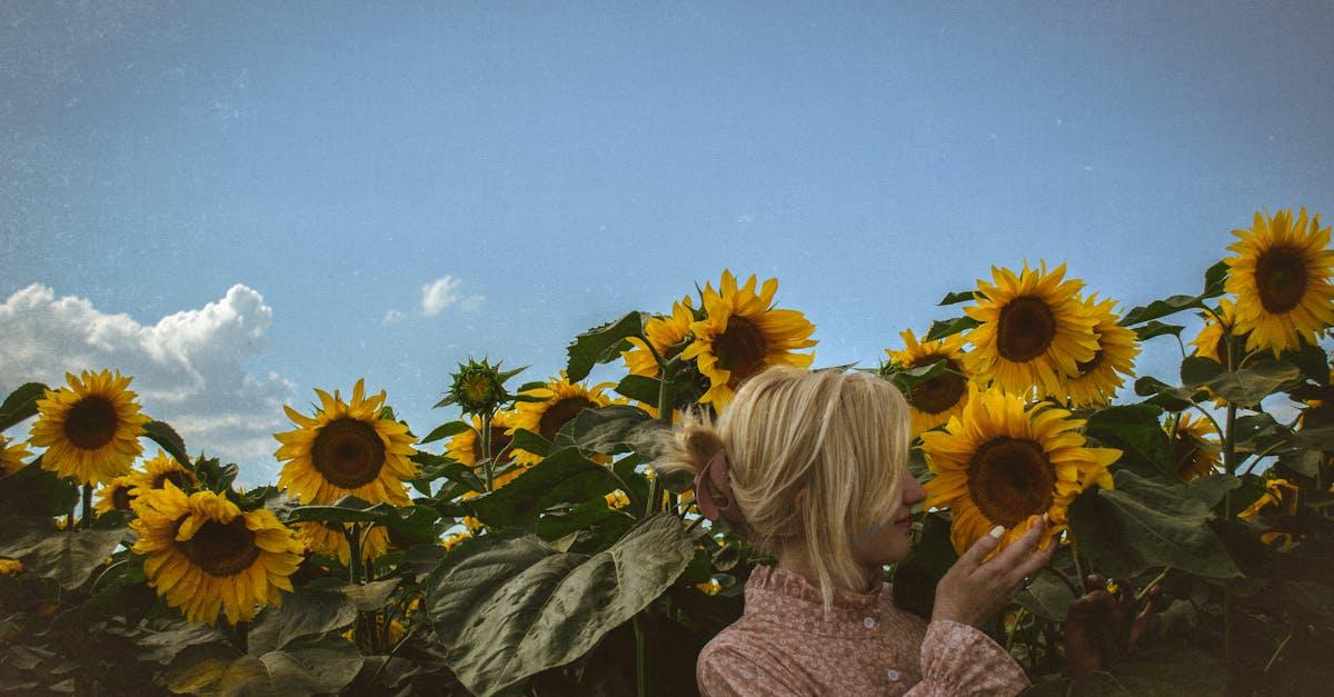 découvrez les secrets de la culture du tournesol : des conseils pratiques pour semer, entretenir et récolter vos tournesols avec succès. apprenez à maximiser votre production tout en préservant l'environnement.