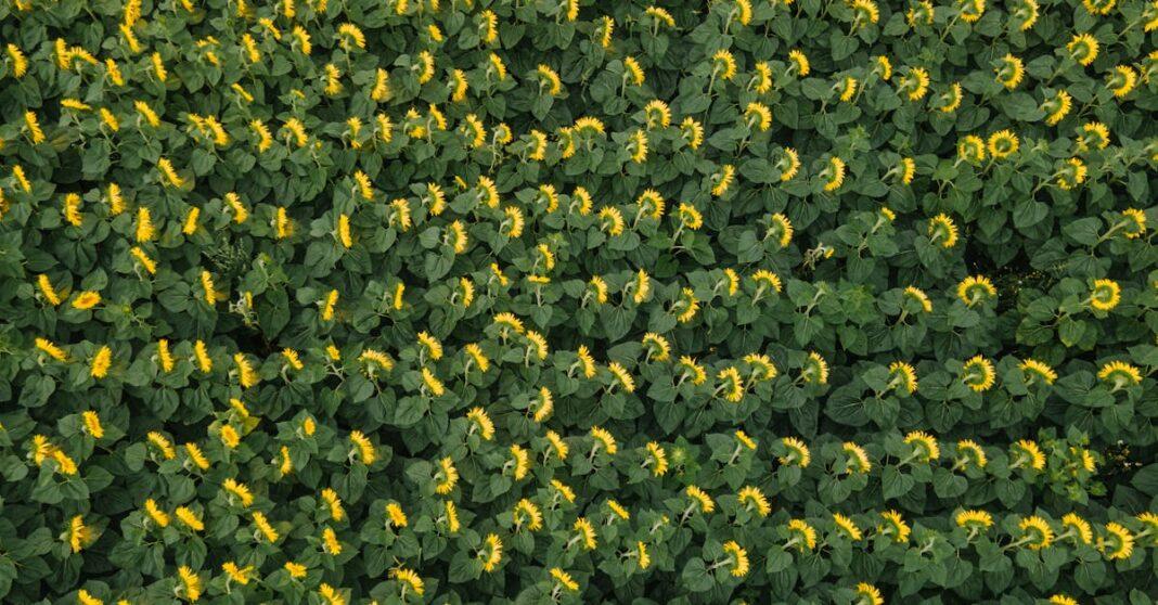 découvrez les meilleures pratiques pour la culture du tournesol, des conseils pour optimiser la croissance et la récolte, ainsi que les variétés à privilégier pour obtenir une production florissante.