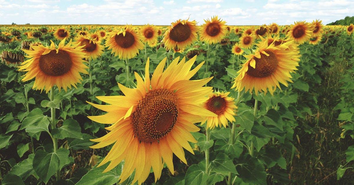 découvrez les secrets de la culture du tournesol : techniques, conseils de plantation et entretien pour obtenir une récolte riche et florissante. profitez des bienfaits de cette plante ensoleillée, tant pour votre jardin que pour l'agriculture durable.