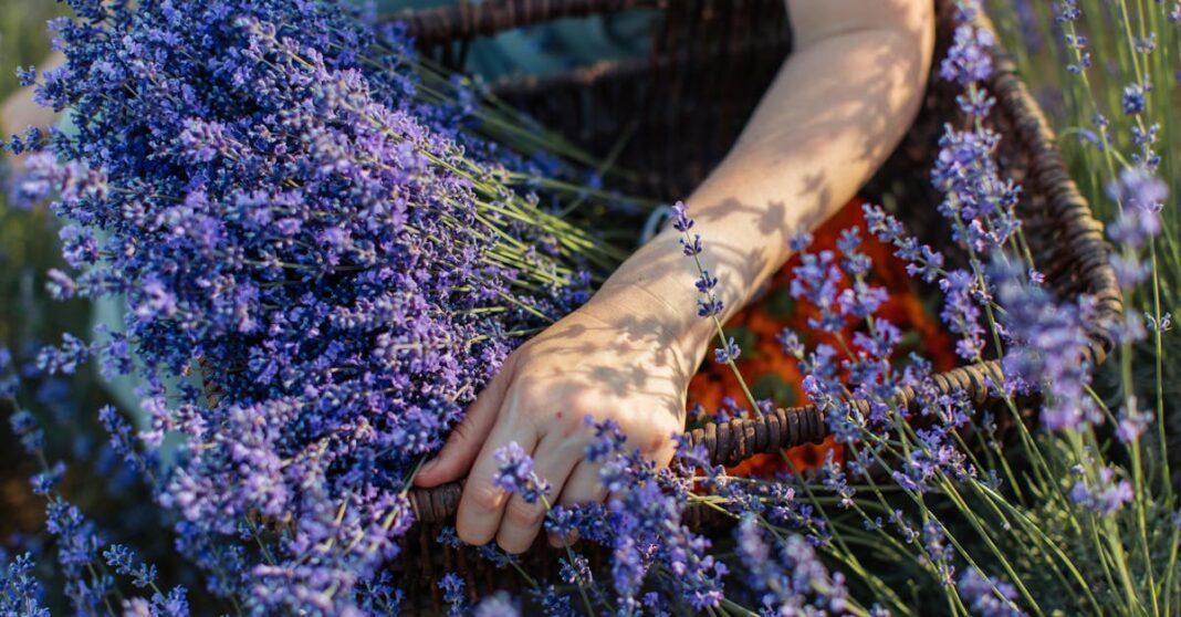 découvrez les bienfaits d'un jardin thérapeutique : un espace apaisant et revitalisant qui favorise le bien-être mental et physique. plantez vos racines dans la nature et laissez-vous transporter par les vertus healing des plantes.