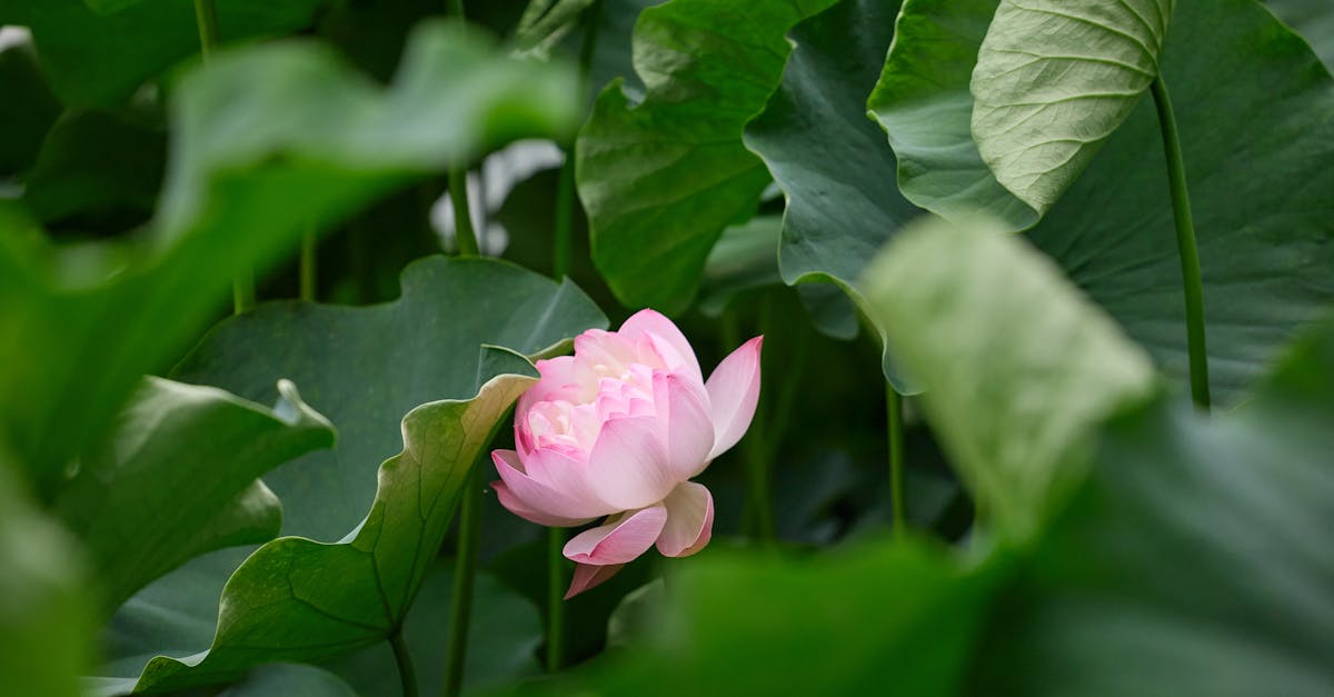 découvrez les bienfaits des jardins thérapeutiques, un espace apaisant qui favorise le bien-être mental et physique. plongez dans un environnement stimulant où la nature et la guérison se rencontrent pour améliorer votre qualité de vie.