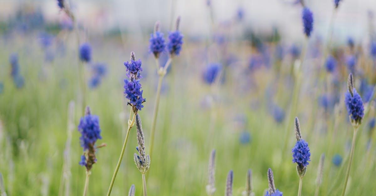 découvrez l'univers apaisant des jardins thérapeutiques, des espaces verts conçus pour favoriser le bien-être mental et physique. explorez les bienfaits de la nature sur la santé, les techniques de jardinage thérapeutique et comment ces jardins peuvent améliorer la qualité de vie.