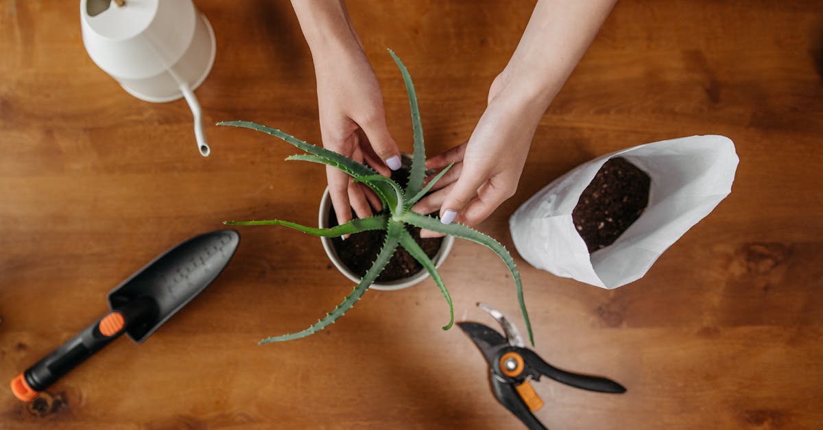 découvrez les meilleures techniques de transplantation pour assurer la santé et la croissance de vos plantes. apprenez comment transférer vos végétaux en toute sécurité et favoriser leur développement dans un nouvel environnement.