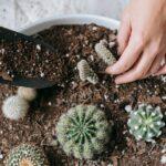 10 Astuces Pour Repiquer Vos Semis Au Potager Avec Succès découvrez tout sur le concept de la transplantation, une procédure essentielle en médecine qui permet de remplacer un organe ou un tissu malade par un organe sain. explorez les différents types de transplantations, les soins post-opératoires et les avancées technologiques qui améliorent le taux de succès.