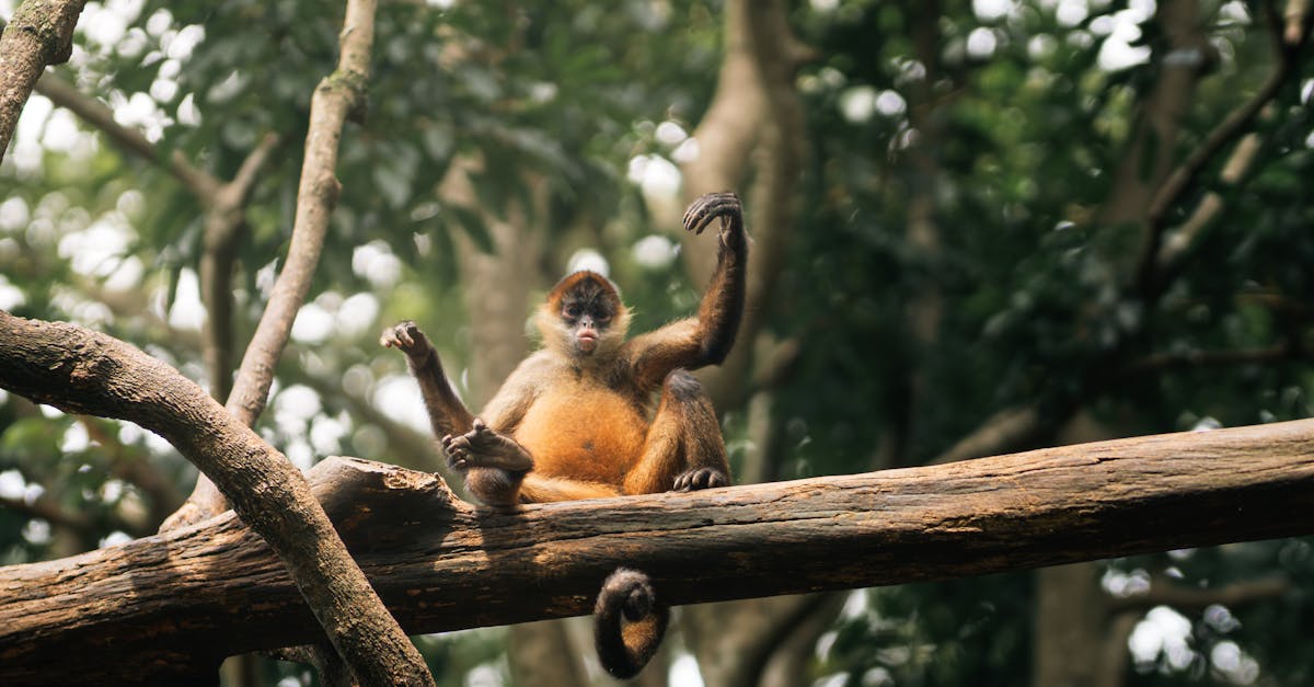 découvrez notre scellement d'arbres, la solution idéale pour protéger vos arbres contre les maladies et les insectes. assurez leur santé et leur croissance avec notre produit de haute qualité. parfait pour les jardiniers et les paysagistes soucieux de la durabilité de leur espace vert.