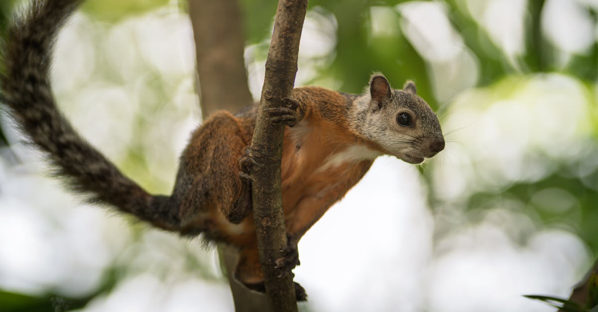 découvrez notre sélection de produits de scellement pour arbres, idéaux pour protéger et maintenir la santé de vos plantes. assurez une meilleure cicatrisation des blessures et prévenez les infections grâce à nos solutions efficace et respectueuses de l'environnement.