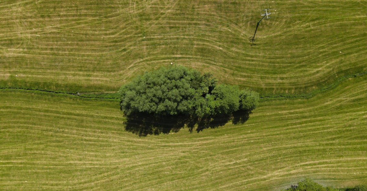 découvrez l'art de la transplantation d'arbres : techniques, conseils et meilleures pratiques pour replanter vos arbres en toute sécurité et favoriser leur croissance. apprenez à préserver la santé de vos plantations tout en embellissant votre espace extérieur.