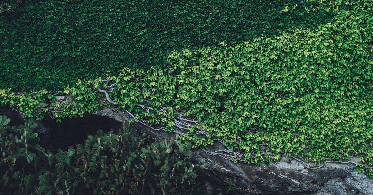 découvrez le trellis, un élément essentiel pour sublimer votre jardin. idéal pour faire grimper vos plantes grimpantes et embellir vos espaces extérieurs, le trellis allie fonctionnalité et esthétique. explorez nos conseils d'aménagement et choisissez le modèle qui correspond à votre style.