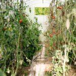 3 Techniques De Palissage Pour Des Plantes Grimpantes Spectaculaires découvrez l'art du trellising, une technique essentielle pour soutenir et guider vos plantes. apprenez les meilleures méthodes et outils pour maximiser la croissance de votre jardin tout en améliorant l'esthétique de votre espace extérieur.