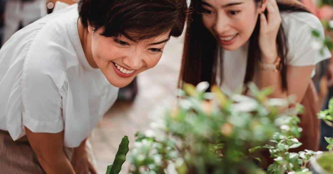 découvrez notre sélection de plantes d'intérieur tendance qui apportent une touche de nature à votre décoration. trouvez les meilleures variétés pour égayer votre espace et profitez des conseils d'entretien pour des plantes éclatantes et en pleine santé.