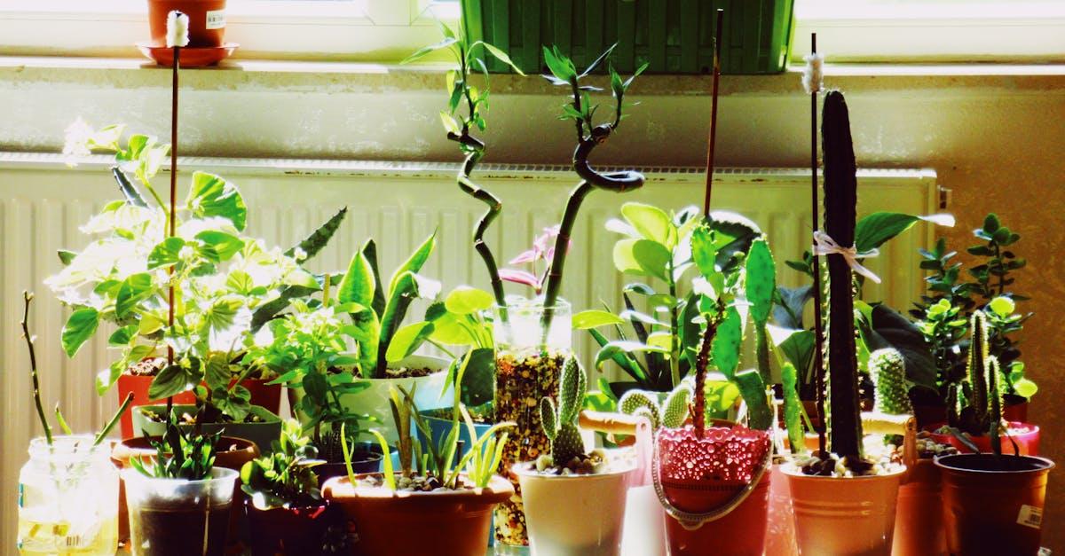 découvrez notre sélection de plantes d'intérieur tendance pour embellir votre espace. du style moderne au bohème, trouvez la plante parfaite qui apportera fraîcheur et originalité à votre maison. inspirez-vous et adoptez ces végétaux stylés pour un intérieur plein de vie!