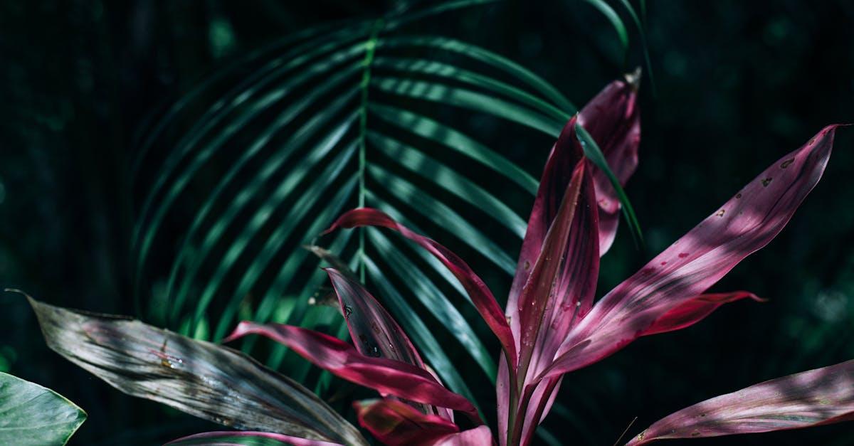 découvrez notre sélection de plantes tropicales, idéales pour apporter une touche d'exotisme à votre intérieur. apprenez à en prendre soin et à créer un véritable coin de paradis chez vous.