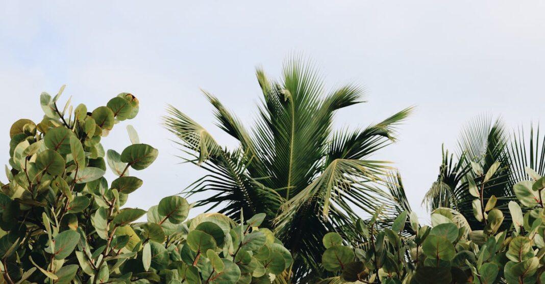 découvrez notre vaste sélection de plantes tropicales qui apportent une touche d'exotisme à votre intérieur. idéales pour égayer votre décor, ces plantes luxuriantes sont faciles à entretenir et ajoutent une ambiance chaleureuse et vivante à votre espace.