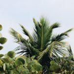 découvrez notre vaste sélection de plantes tropicales qui apportent une touche d'exotisme à votre intérieur. idéales pour égayer votre décor, ces plantes luxuriantes sont faciles à entretenir et ajoutent une ambiance chaleureuse et vivante à votre espace.