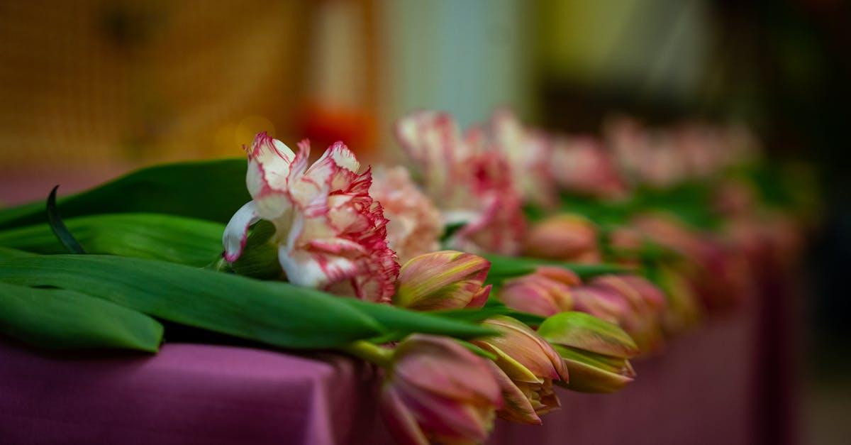 découvrez notre sélection de bulbes de tulipes pour embellir votre jardin au printemps. profitez de couleurs vibrantes et d'une floraison spectaculaire avec nos variétés de tulipes soigneusement choisies. idéal pour les jardiniers de tous niveaux.