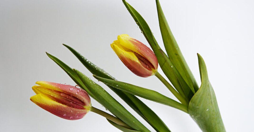 découvrez notre sélection exceptionnelle de bulbes de tulipes pour transformer votre jardin en un véritable tableau floral. nos bulbes de haute qualité, disponibles en nombreuses variétés et couleurs, assureront un printemps éclatant. commandez dès maintenant pour embellir votre espace extérieur!