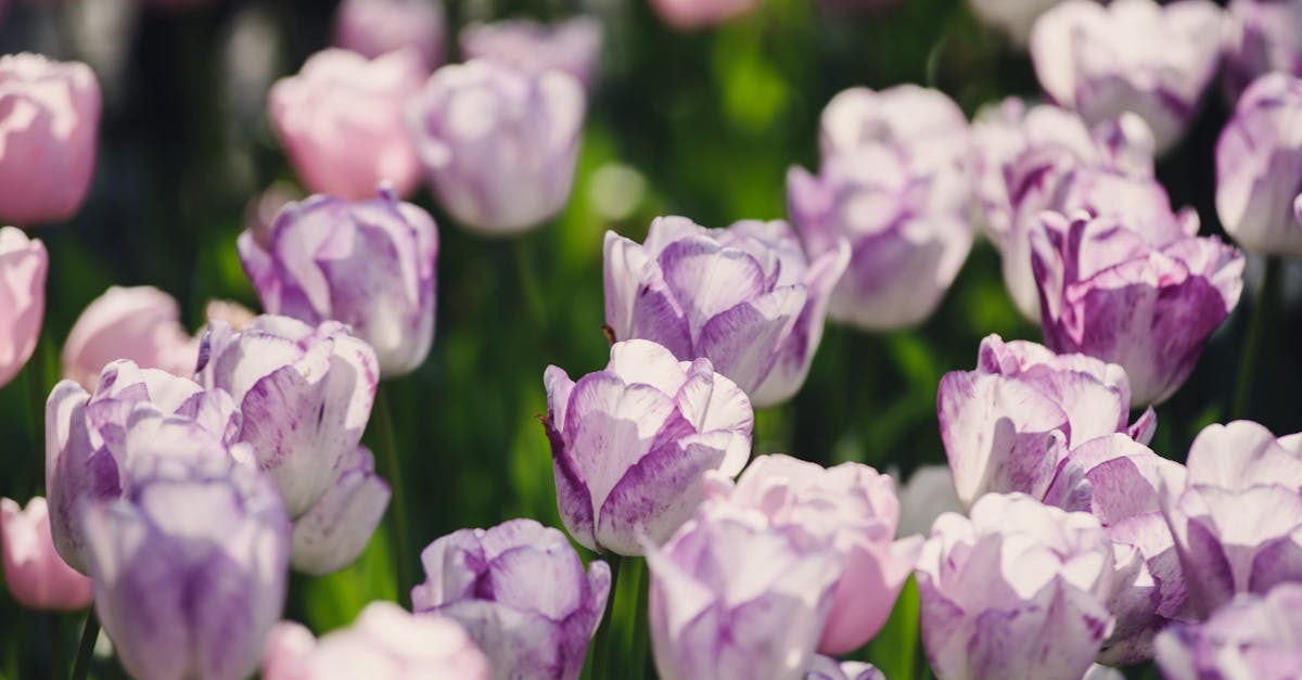 découvrez notre sélection de bulbes de tulipes pour embellir votre jardin au printemps. profitez d'une variété de couleurs et de formes pour créer des paysages floraux éblouissants. commandez dès maintenant et faites fleurir votre extérieur avec ces magnifiques tulipes !