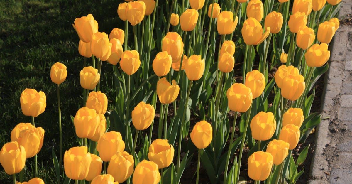 découvrez tulip park, un havre de paix où la beauté des tulipes s'épanouit au fil des saisons. promenez-vous parmi des milliers de fleurs colorées et profitez d'une journée en pleine nature, idéale pour les familles et les amoureux des jardins.