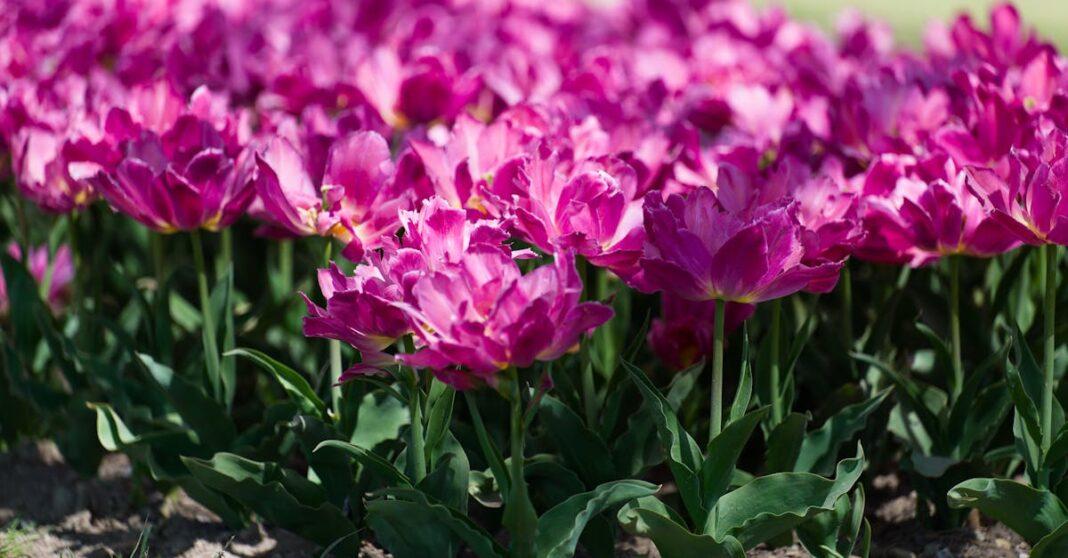 découvrez tulip park, un magnifique jardin où des milliers de tulipes en fleurs vous émerveilleront. profitez d'une journée en pleine nature, de promenades paisibles et d'activités familiales dans ce havre de paix coloré. idéal pour les passionnés de jardinage et les amoureux des fleurs !