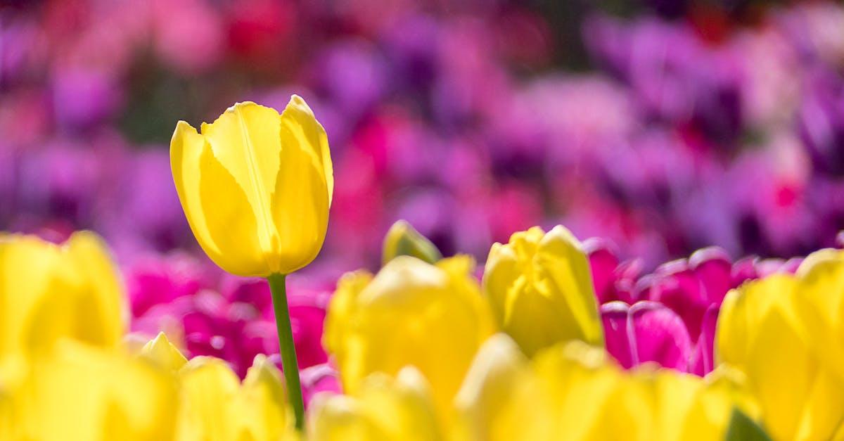 découvrez tulip park, un havre de paix où la beauté des tulipes s'épanouit en un spectacle coloré. promenez-vous à travers nos jardins luxuriants, admirez la diversité des variétés de tulipes et plongez-vous dans un univers floral enchanteur. parfait pour les amoureux de la nature et les familles en quête d'une journée inoubliable.