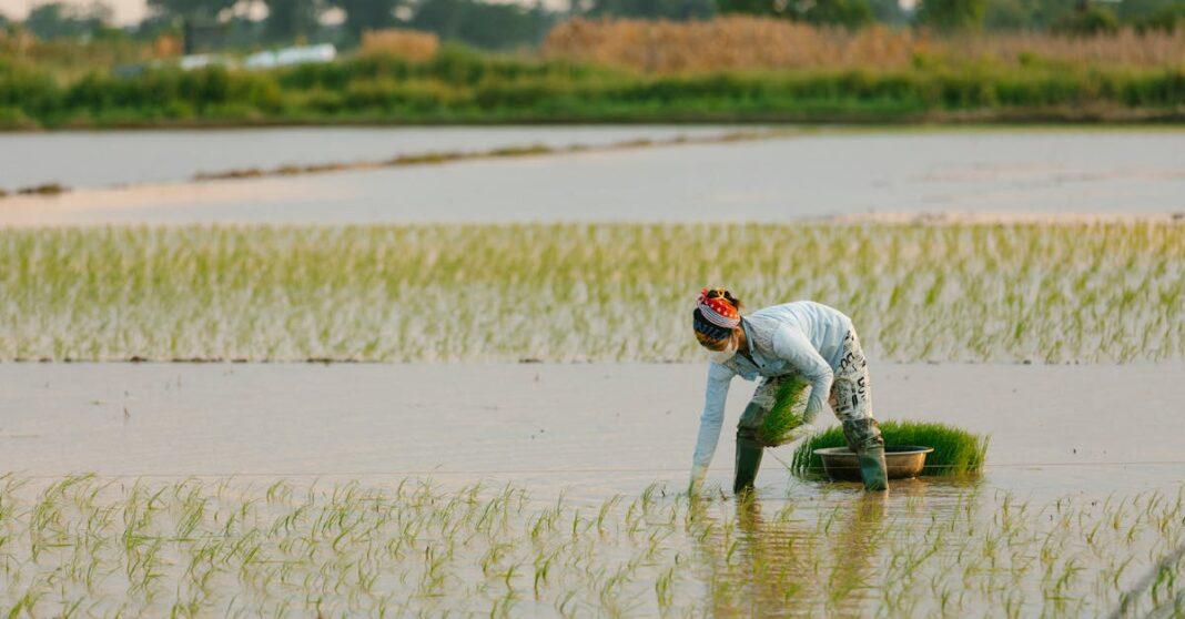 découvrez les techniques essentielles pour la culture des navets, de la préparation du sol à la récolte, en passant par les conseils pour optimiser votre production de ce légume racine nutritif.