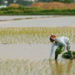 découvrez les techniques essentielles pour la culture des navets, de la préparation du sol à la récolte, en passant par les conseils pour optimiser votre production de ce légume racine nutritif.