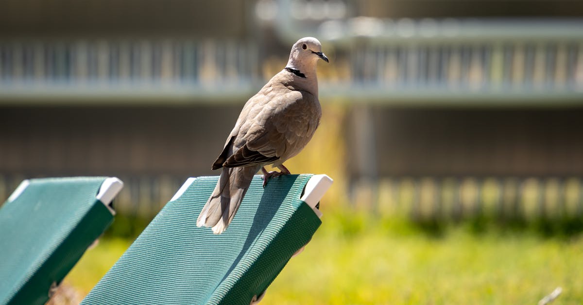 découvrez la beauté et la douceur de la tourterelle, un symbole de paix et d'amour. apprenez-en davantage sur ses habitudes, son habitat et son rôle dans les écosystèmes, ainsi que ses liens culturels à travers le monde.
