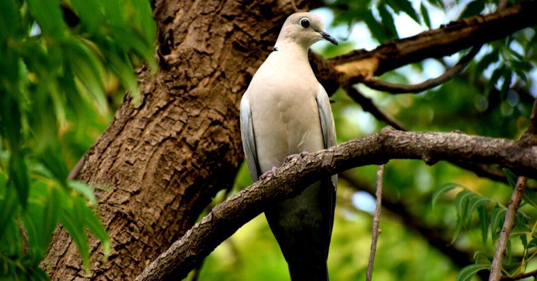 découvrez le monde fascinant de la tourterelle, un oiseau symbole d'amour et de paix. apprenez-en davantage sur ses caractéristiques, son habitat et son comportement dans la nature.