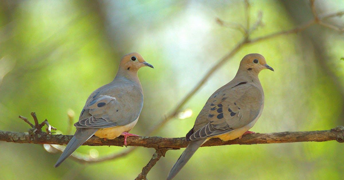 découvrez le fascinant monde de la tourterelle. apprenez tout sur ces oiseaux gracieux, leur habitat, leur comportement et leur symbolisme dans différentes cultures.