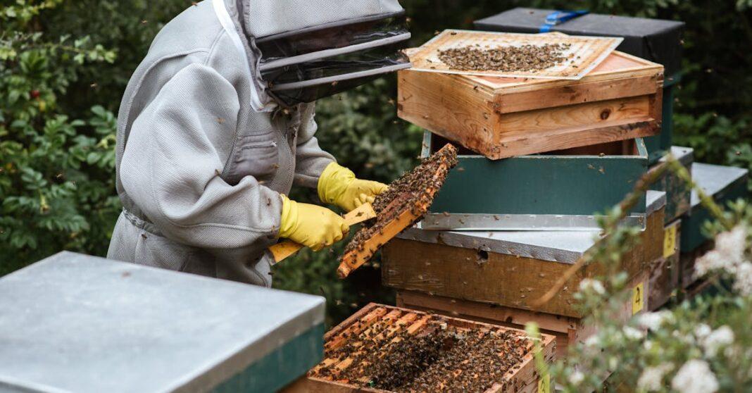 découvrez l'apiculture urbaine, une tendance écologique qui permet de cultiver des abeilles en milieu urbain. apprenez les techniques pour établir une ruche, les bénéfices pour la biodiversité et le développement durable, ainsi que des conseils pour débuter votre propre projet d'apiculture en ville.