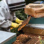 découvrez l'apiculture urbaine, une tendance écologique qui permet de cultiver des abeilles en milieu urbain. apprenez les techniques pour établir une ruche, les bénéfices pour la biodiversité et le développement durable, ainsi que des conseils pour débuter votre propre projet d'apiculture en ville.
