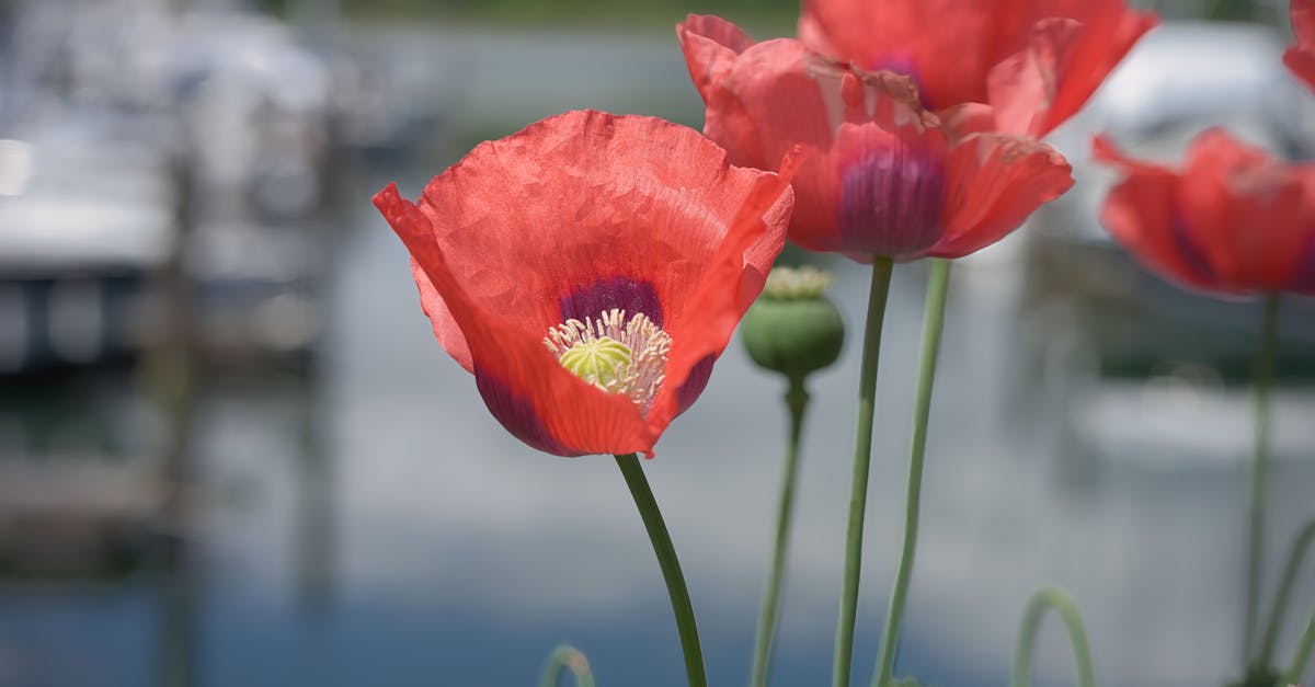 découvrez l'art du jardinage urbain : astuces, conseils et inspirations pour créer un espace vert enchanteur en plein cœur de la ville. transformez votre balcon ou votre terrasse en un véritable oasis de nature.