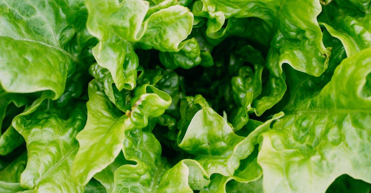 découvrez l'art de cultiver votre propre potager avec des légumes frais et sains. apprenez des astuces pratiques, des conseils de jardinage et des techniques pour optimiser votre espace et profiter des bienfaits d'un jardin potager.