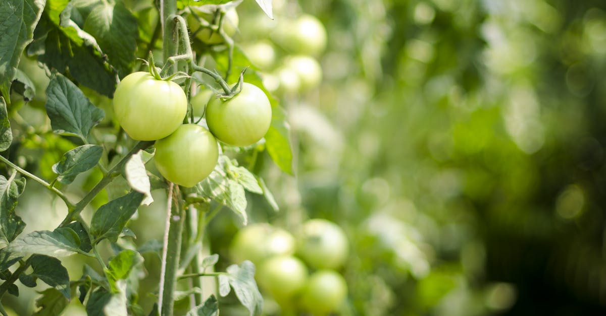 découvrez les secrets d'un jardin potager flourishing : astuces pour cultiver vos propres légumes frais et savoureux, optimiser l'espace, et profiter d'une récolte abondante tout au long de l'année.
